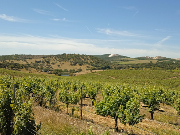 Farm 145Ha with Vineyard of 30Ha in Portugal