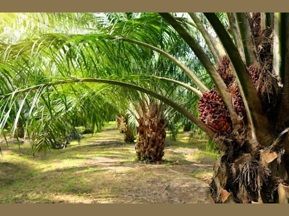 Palm oil mills project looking for funding