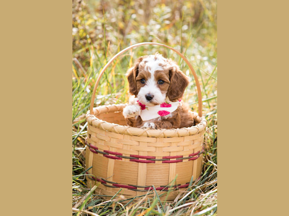 Pet Breeding Business with Unlimited Potential