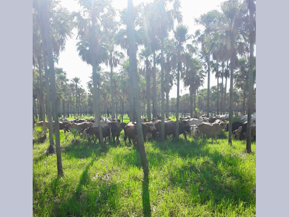 Livestock Farm in Alto Paraguay, Paraguay