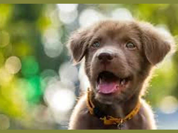 Franchised Pet Retailer in Naples