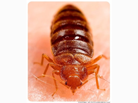 Long Time Pest Control Business