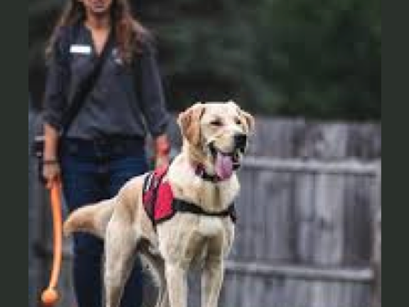 Helping Owners Lead Their Pack