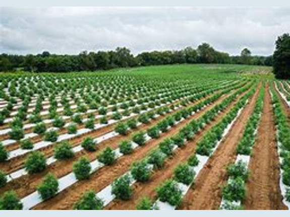 300 To 600 acre CBD Farm