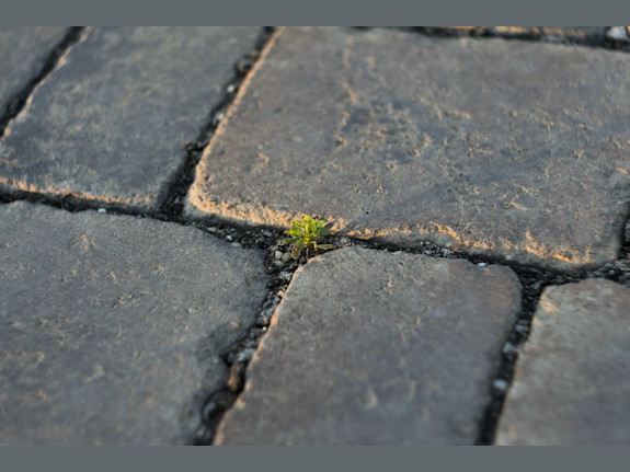 Paving/Asphalt Lead Generator Business in New York