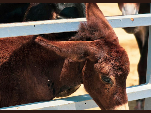 Turnkey Metal Fabrication & Sales Operation Serving the Equine Industry