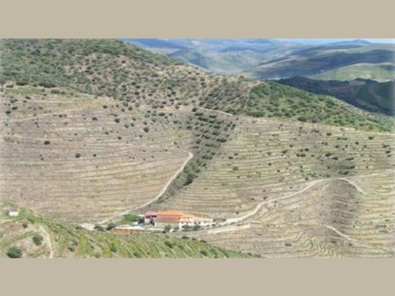 Farm in Douro 70Ha - Porto Wine Production