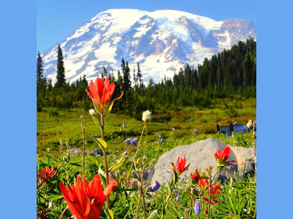 Sm Animal Clinic SE of Seattle - Motivated Seller