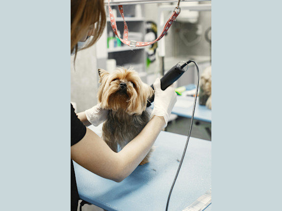 Established Dog Grooming Business