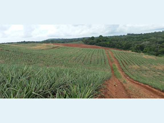 Pineapple Farmland Investment Opportunity