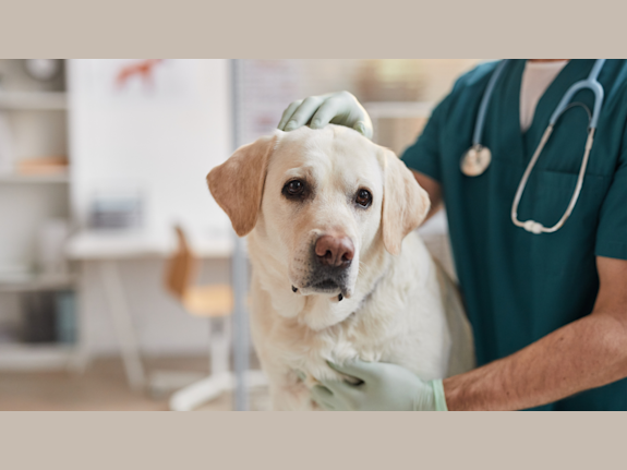 Long-Established Veterinary Practice / Asset Sale