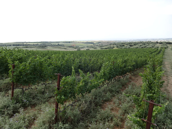 Family Winery in Halkidiki Looking for Partners