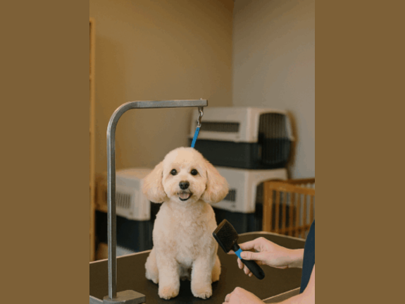 Well Established Pet Grooming Salon and Daycare