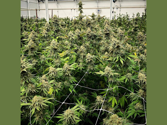 Launch Your Own Cannabis Brand in Arizona