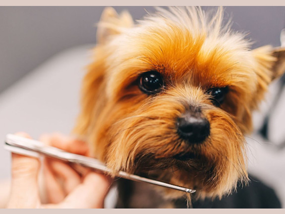 Upscale Pet Salon for Sale