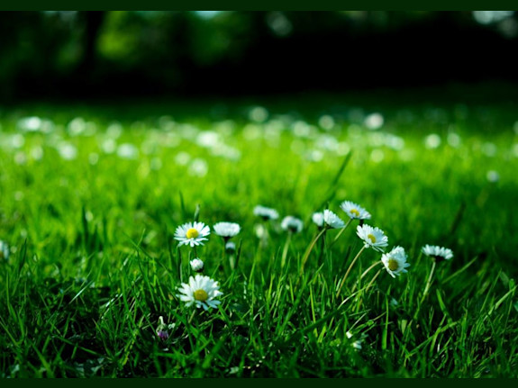 Popular Lawn Care Service Franchise