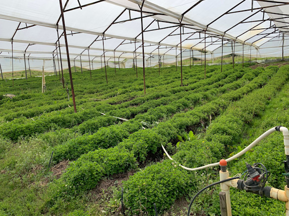 Organic Farm For Sale in Colombia