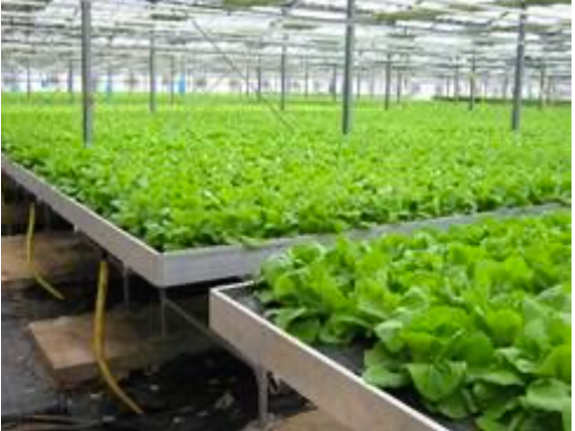 15,000 Sq.M. Glass Greenhouse For Sale In Greece