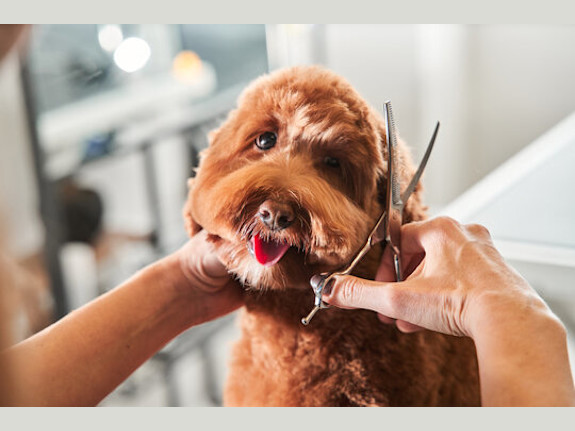 Reputable Dog Grooming Business for Sale