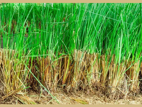 Rooted Success: Thriving Vetiver Grass