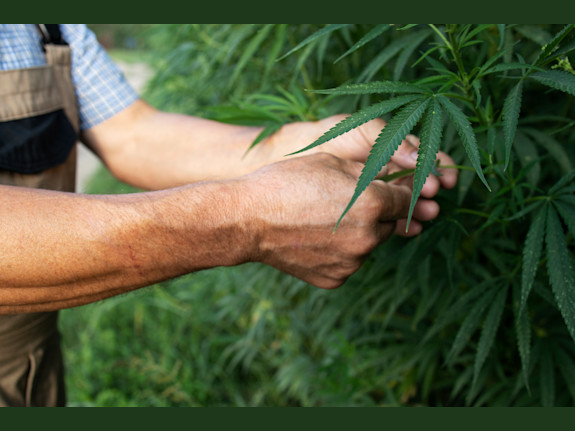 Cannabis Farm (non-psychoactive Cannabis or recreational Cannabis)