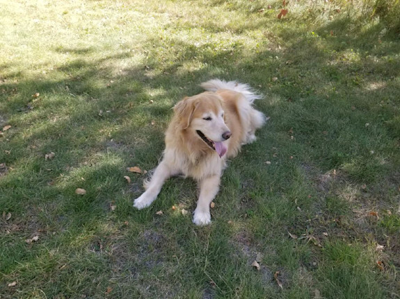 Pet Products Ecommerce Webstore