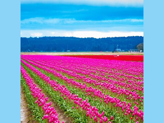 Skagit Valley, WA Chiropractic Practice for Sale