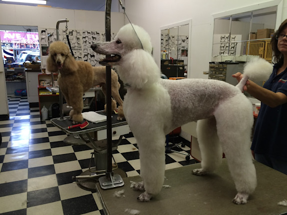 Dog Grooming Store For Sale in Suffolk County