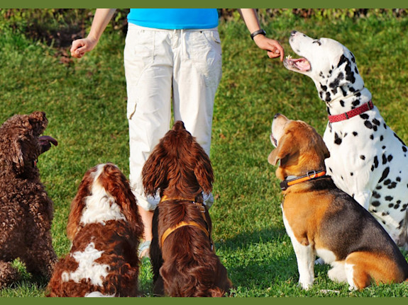 Well-Established Pet Boarding and Daycare