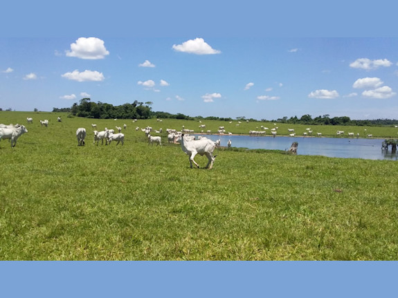 22,239 Acres Soy Bean/Cattle Farm Paraguay
