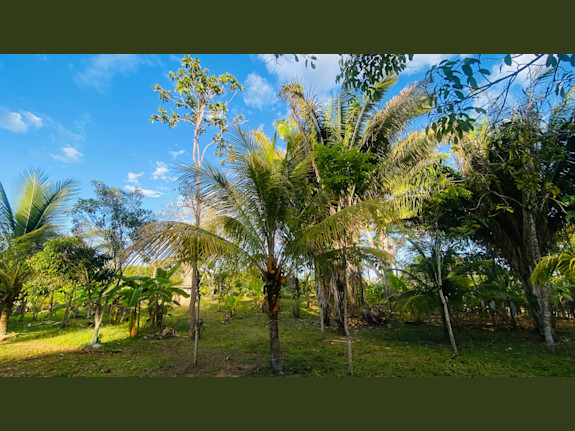 Invest In Your Own Paradise In The Tarapoto Jungle