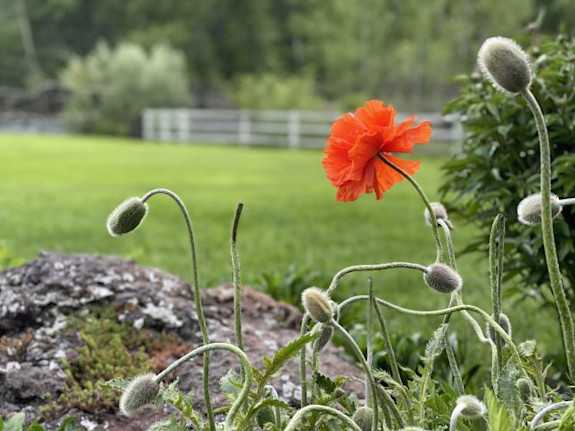 Est. Landscaping Business-Idaho Resort Community