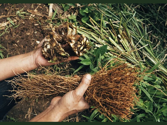 Rooted Success: Thriving Vetiver Grass