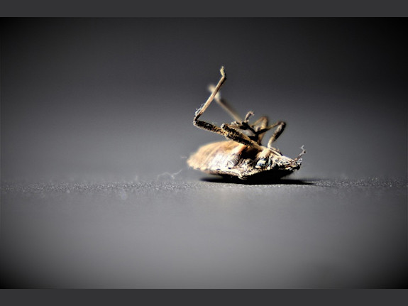 Long Time Pest Control Business