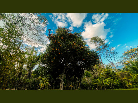 Invest In Your Own Paradise In The Tarapoto Jungle