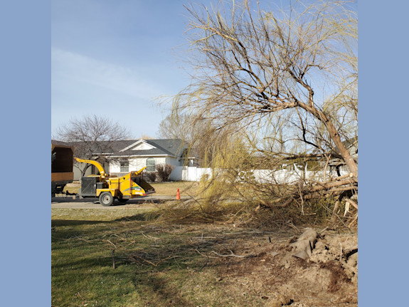 Professional Tree Company For Sale