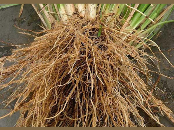 Rooted Success: Thriving Vetiver Grass