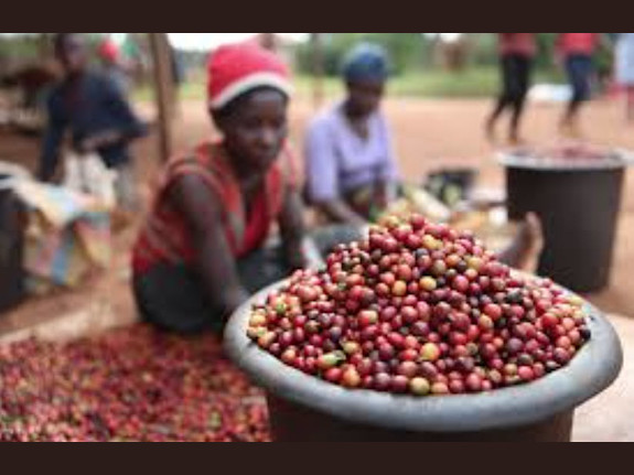 Asset Based Loan For Toronto Coffee Trader