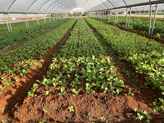 20,000 M2 Polytunnel Greenhouse Complex