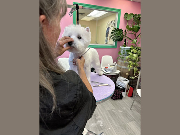 Franchise-Ready Multi-Unit Pet Grooming Business