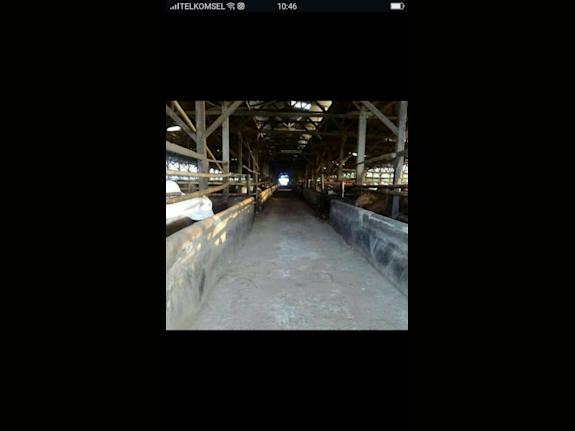 Cows Cattle Farms 14.6 Hec For Sale USD 6 Millions