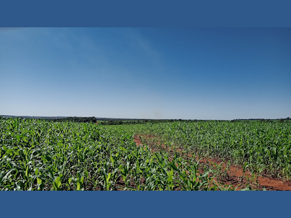 Agriculture Farm in Alto Paraná, Paraguay