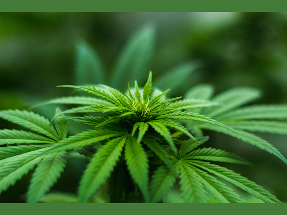 Capital for Cannabis and Hemp Focused Companies