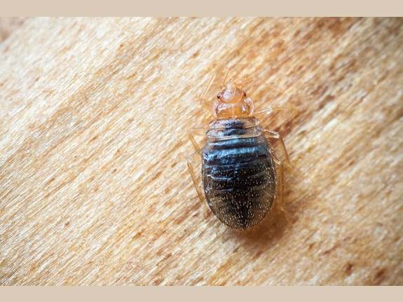 Long Time Pest Control Business