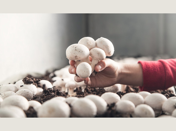 Mushroom Production Business
