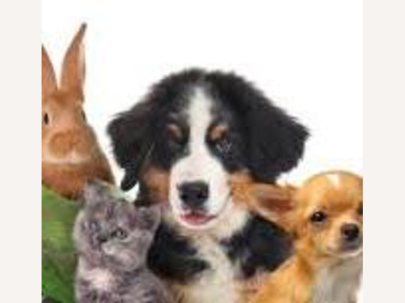 Pet Food Retailer in GHTA