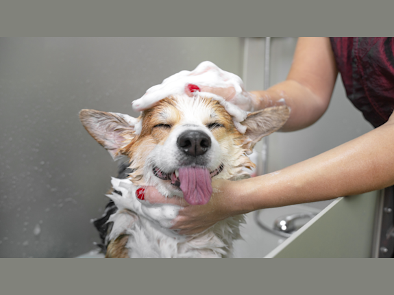 Profitable Turnkey Dog Grooming Spa for Sale