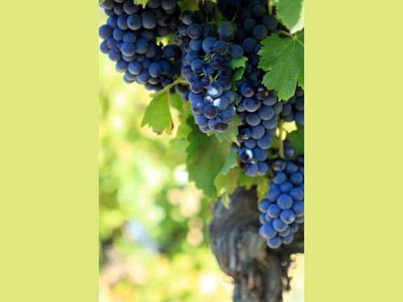 Winery, Vineyards and Tasting Room for Sale