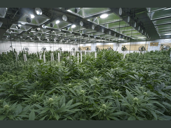 Prosperous Midwest Cannabis Operator