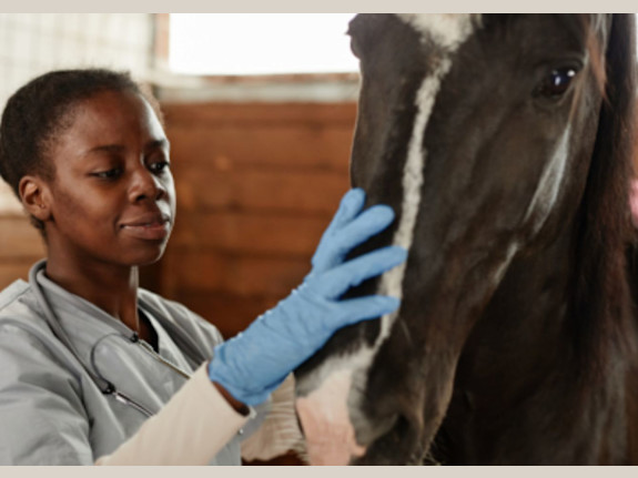 Successful Veterinary Business for Sale in Southeast Saskatchewan